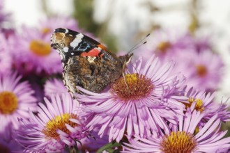 A red admiral butterfly (Vanessa atalanta, red admirable) on a cultivar of the New England aster