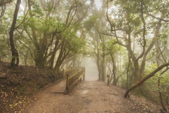 Misty forest in Anaga mountains, Tenerife, Canary island, Spain, Europe
