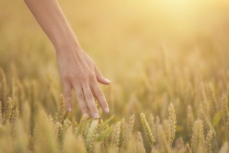 Female hand touching a golden wheat ear in the wheat field, sunset light, flare light