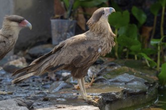 Crested caracara (Caracara plancus), backlight, Pantanal, inland, wetland, UNESCO Biosphere