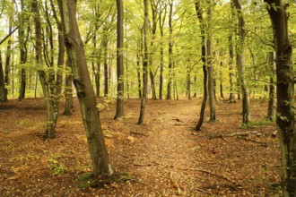 Beech forest in the fall. Green and colored leaves. Orange-brown leaves on the forest floor. Forest