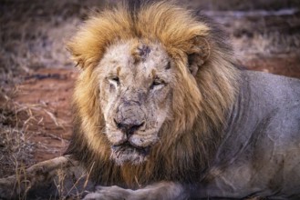 Old male lion (Panthera Leo) lying, tired, exhausted, Balule Plains, South Africa, Africa