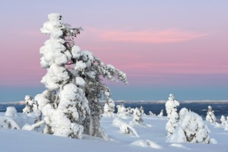 Landscape with snow covered trees in polar forest under sunset