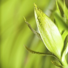 Green bamboo over background, spa concept