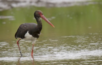 Black stork foraging
