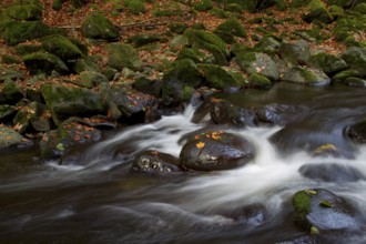 Wildbach, Torrent