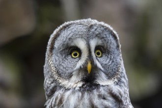 Bearded owl, Strix nebulosa, great grey owl