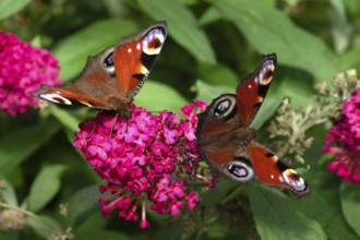 Two peacock butterflies (Aglais io) on the same flower of the summer lilac (buddleja davidii)
