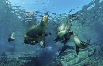 California sea lion, Zalophus californianus, Mexico, Lake Cortez, Lower California, La Paz, Central
