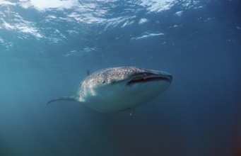 Whale shark, Rhincodon thypus, Kenya, East Africa, Africa, Indian Ocean, Africa