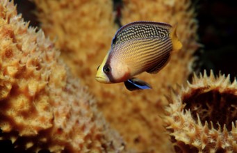 Magnificent dwarf perch, Pseudochromis splendens, Indonesia, Wakatobi Dive Resort, Sulawesi, Indian