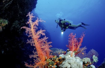 Diver and colourful coral reef, Egypt, Africa, Elphinstone Reef, Red Sea, Africa