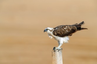An osprey in search of food, (Pandiaon haliaetus), family of birds of prey, biotope, habitat,