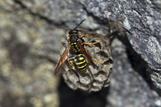 Mountain field wasp (Polistes biglumis), animals, insects, wasp, wasps, field wasp, wasps,