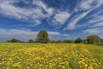 Landscape in Greece, flower meadow, tree, spring, island Lesbos Lesbos, Greece, Europe