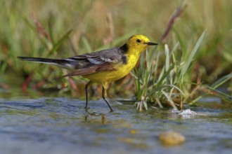 Citrine wagtail, (Motacilla citreola), foraging in a biotope, Middle East, Oman, songbird, family