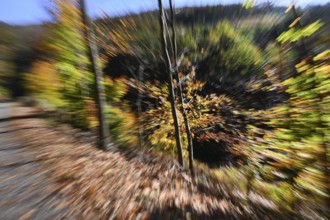 DEU, Germany, Iserlohn: The autumn colours enchant the forest in the Sauerland and also the people