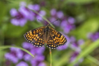 Quail Wheat Fritillary (Melitaea athalia)