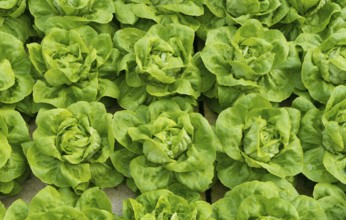 Lettuce ready to harvest in a commercial greenhouse in the netherlands