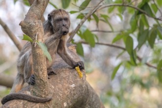 Black howler (Alouatta), juvenile, Pantanal, inland, wetland, UNESCO Biosphere Reserve, World
