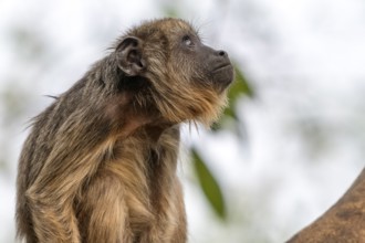 Black howler (Alouatta), juvenile, animal portrait, Pantanal, inland, wetland, UNESCO Biosphere