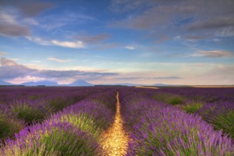 Endless lavender fields on the Valensole plateau, Provence, France, Europe