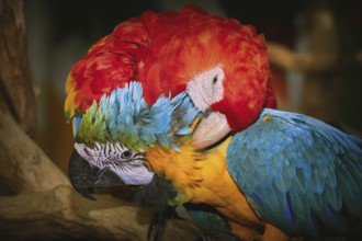Pair of macaw parrots Varna