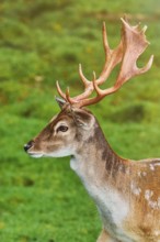 Portrait of a Deer with Nice Antlers Obermaiselstein, Germany, Europe