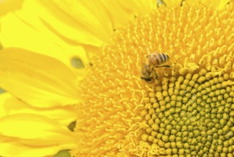 Working bee on the beautiful blossoming sunflower