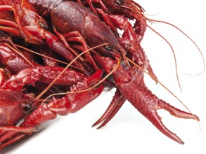 Red boiled crawfishes over the white background
