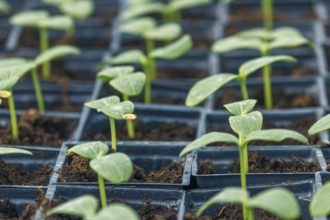 Cucumber Sprouts Greenhouse, Potted Cucumber. Sprouted Cucumber. Spring Seedlings