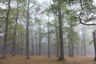 Forest in Legutiano, Alava, Spain, Europe