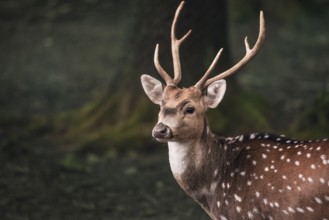 Portrait of a young male from the fallow deer, with long horns and white spots, in a dark forest