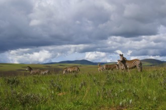 Herd of zebra's standing in the plains and nature of Nyika national park, Malawi, Africa, dramatic