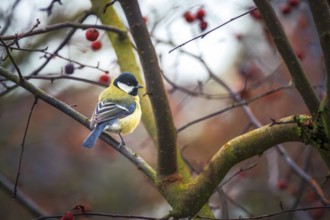 Great Tit bird (parus major) sitting on a tree branch