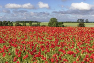 Poppy field with poppies (Papaver rhoeas) near Heiligenhafen in Schleswig-Holstein Landscape with