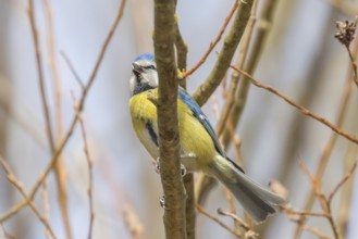 Blue tit on branch, Eurasian blue tit, (Cyanistes caeruleus)