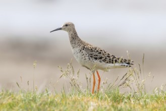Ruff Bird (Philomachus pugnax) Ruff Wader Bird