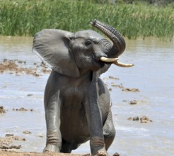 African Elephant swimming in the Addo Elephant National Park, South Africa, Africa