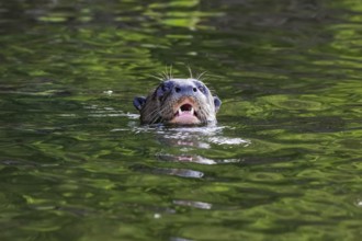 Front view of a Giant Otter, head over water surface, open mouth, Pantanal Wetlands, Mato Grosso,