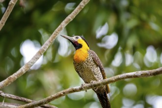 Close-up of a colorful Campo flicker perched on a bar branch against green defocused background,