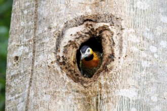 Close-up of a Campo flicker looks out of a tree hole, Pantanal Wetlands, Mato Grosso, Brazil, South