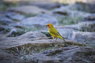 Close-up of a cute little Saffron finch perched on a cobble stone, Barichara, Colombia, South