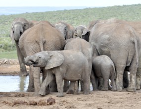 An African Elephant herd (Loxodonta africana) in the Addo Elephant National Park, South Africa,