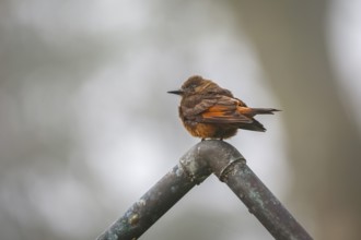 Cute Swallow flycatcher perched on a pipe against defocused gray background, Serra da Mantiqueira,