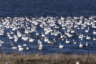 Swarm of Snow Geese in Saskatchewan Canada