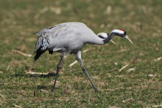 European Crane -Common Crane, Grus grus