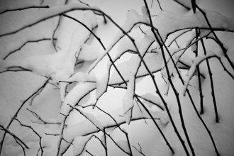 Winter landscape, snowy trees and branches
