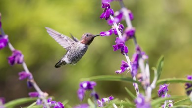 Anna's Hummingbird in Flight, Purple Flowers, Color Image, Day