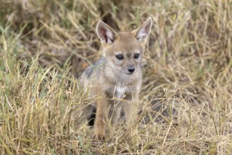 A young black-backed jackal comes out of the den head-on